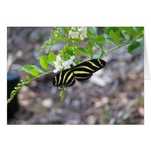 Papillon au repos