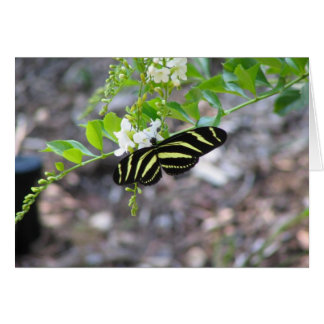 Papillon au repos