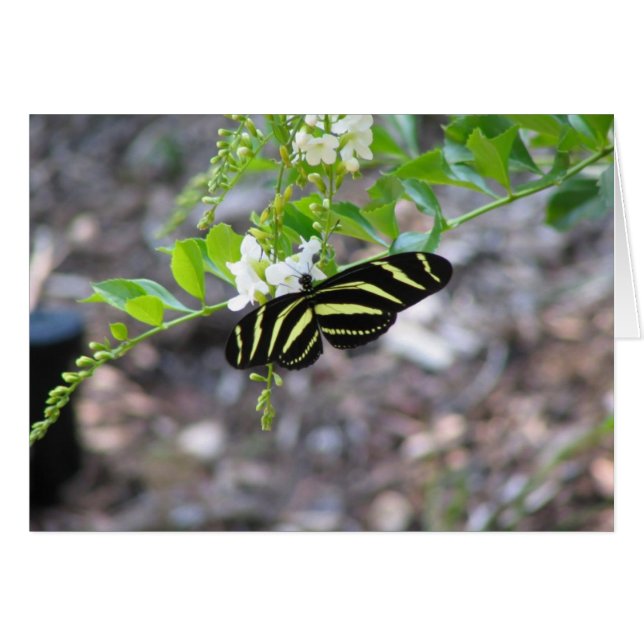Papillon au repos (Devant horizontal)