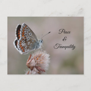 Papillon Azuré Commun Carte Postale