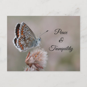 Papillon Azuré commun sur carte postale