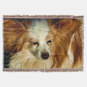Papillon Beauty - Hundezucht Decke