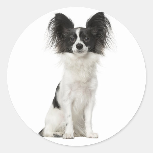 Papillon Black and White Puppy Dog - Liebe Welpen Runder Aufkleber (Vorderseite)