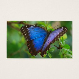 Papillon bleu