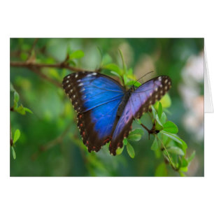 Papillon bleu de Morpho
