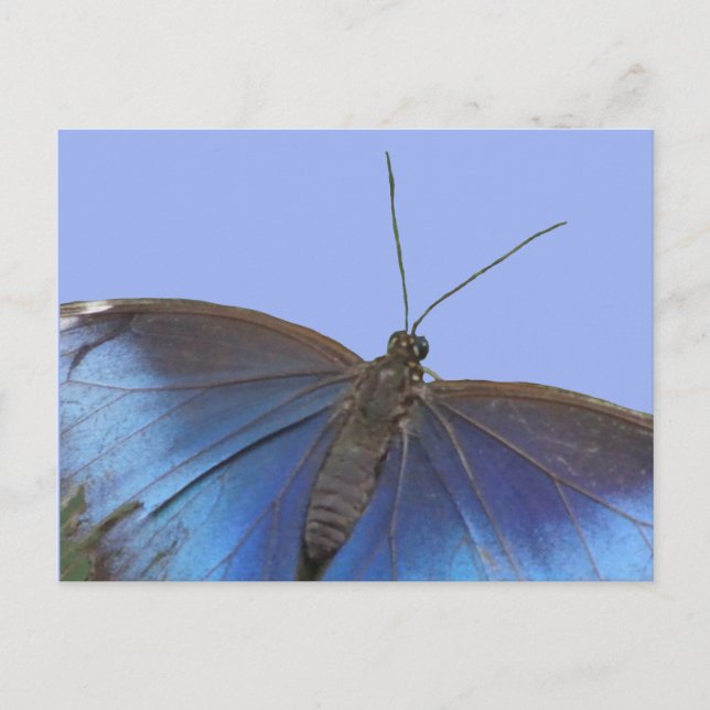 Papillon bleu Morpho DO-IT-YOURSELF carte postale (Devant)