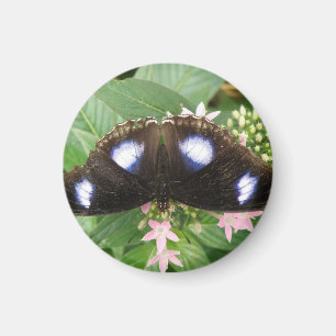 Papillon bleu tacheté Magnet