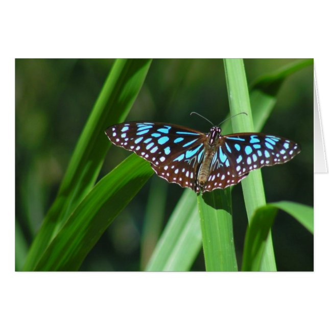 Papillon bleu tigre (Devant horizontal)