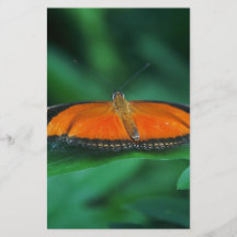 Papillon brillant orange et noir sur une feuille