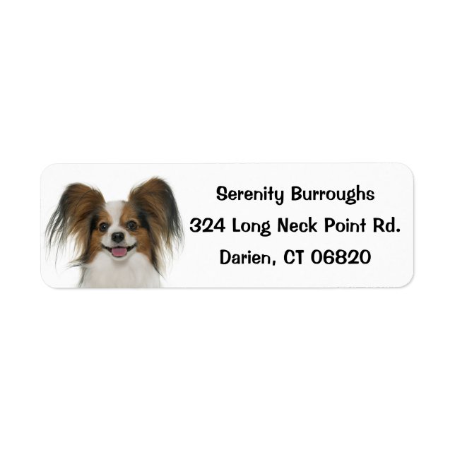 Papillon Brown & White Puppy Dog (Vorne)