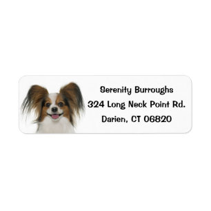 Papillon Brown & White Welpenhund