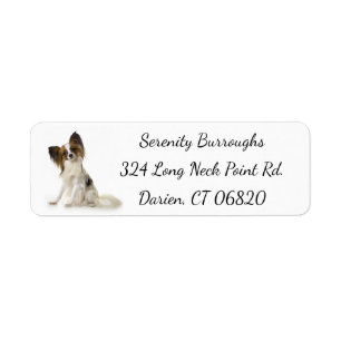 Papillon Brown & White Welpenhund