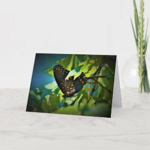 Papillon, carte