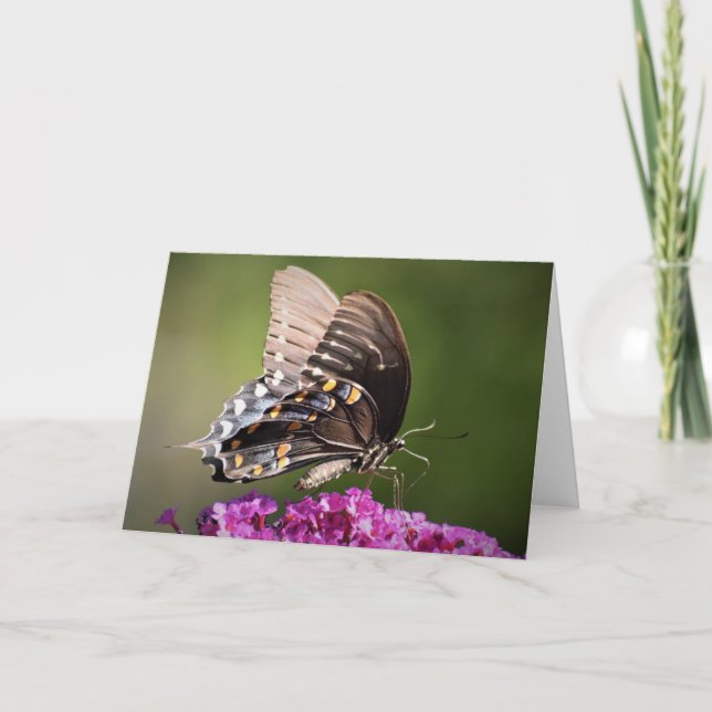 Papillon, carte (Devant)