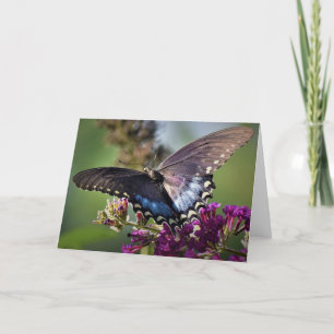 Papillon, carte