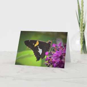 Papillon, carte