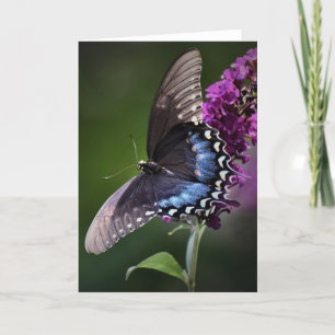 Papillon, carte