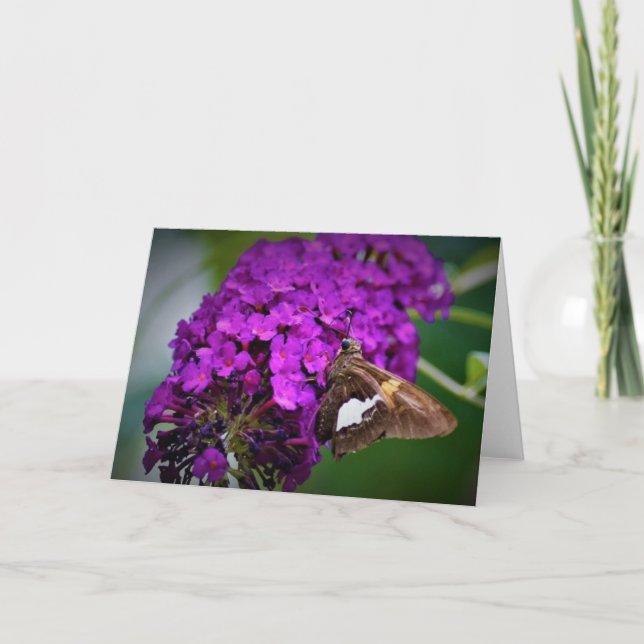 Papillon, carte (Devant)