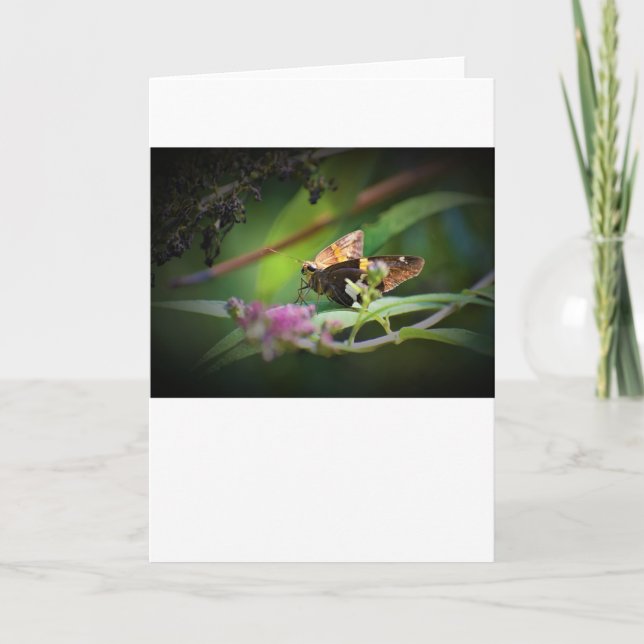 Papillon, carte (Devant)
