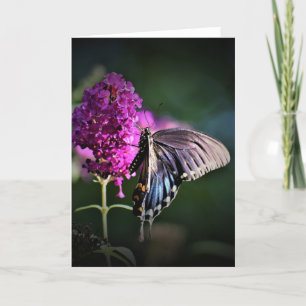 Papillon, carte