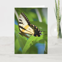 Papillon, carte