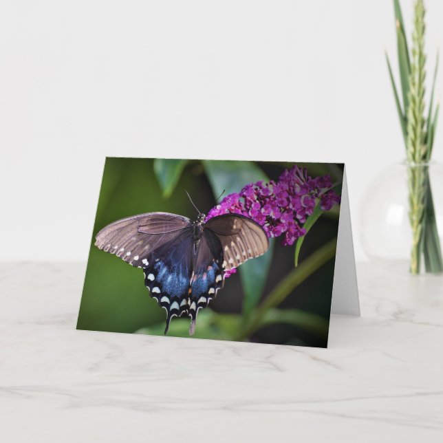 Papillon, carte (Devant)