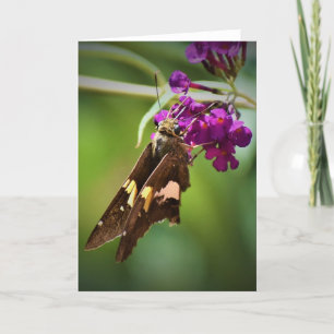 Papillon, carte