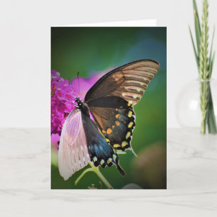 Papillon, carte