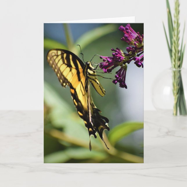 Papillon, carte (Devant)