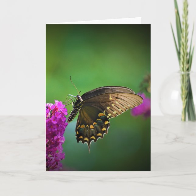 Papillon, carte (Devant)