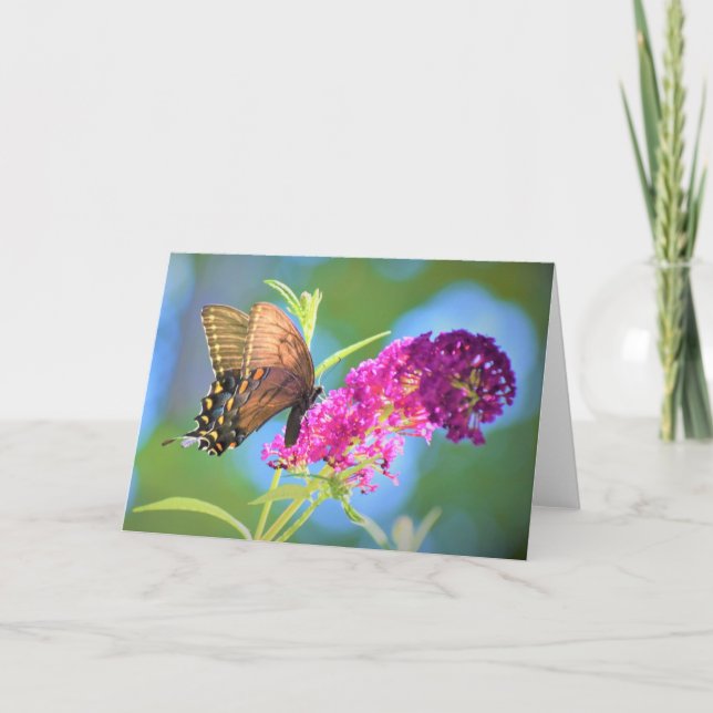 Papillon, carte (Devant)
