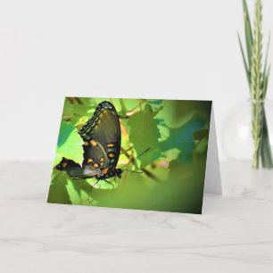 Papillon, carte