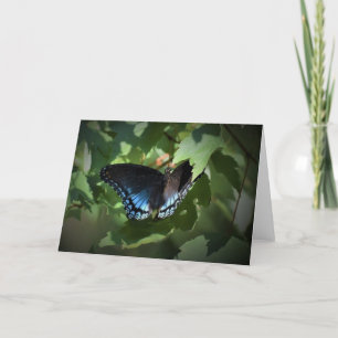 Papillon, carte