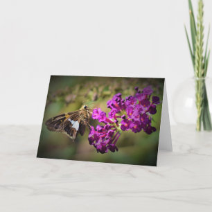 Papillon, carte