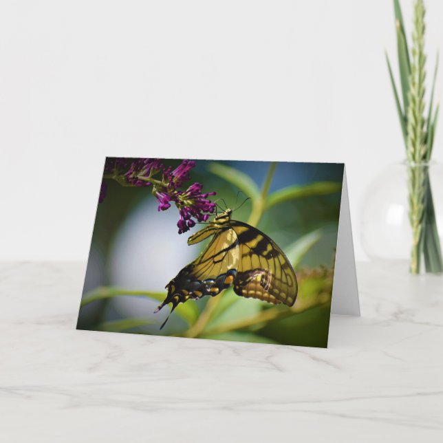 Papillon, carte (Devant)