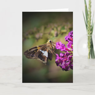 Papillon, carte