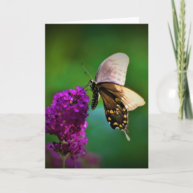 Papillon, carte (Devant)