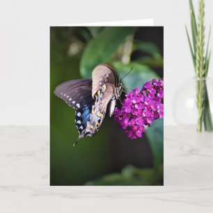 Papillon, carte