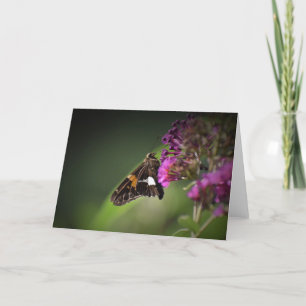 Papillon, carte