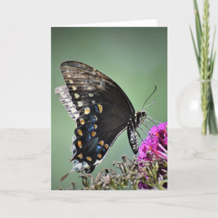 Papillon, carte