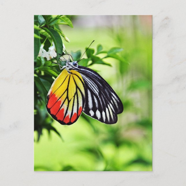 Papillon - cartes postales (Devant)