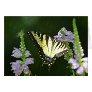 Papillon chatoyant