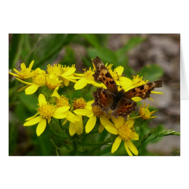 Papillon Comma dans le parc national des Glaciers (Devant horizontal)
