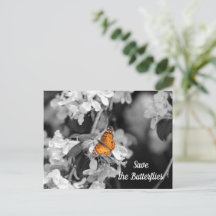Papillon Dame Américaine sur une carte postale de 