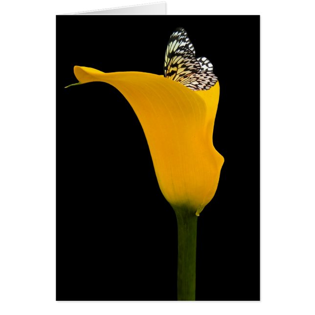 papillon dans calla lily (Devant)