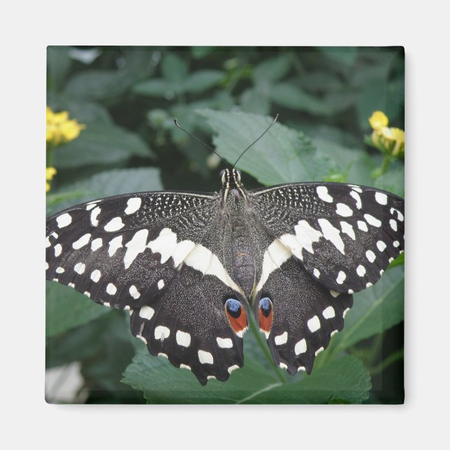 Papillon de chaux et fleurs Magnet (Devant)