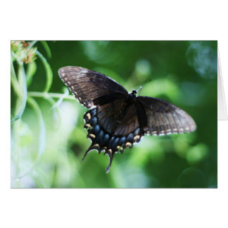 "papillon de jardin" von Larry Coressel