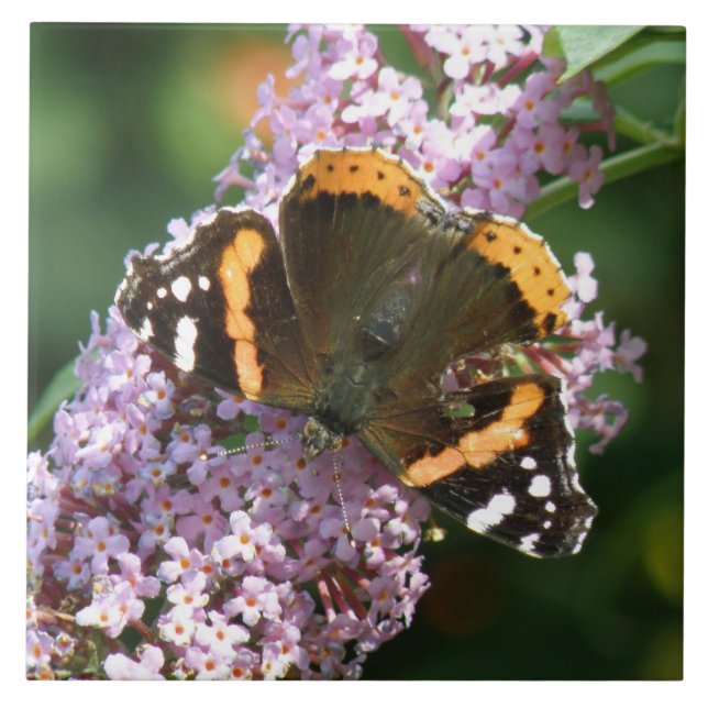 Papillon de l'amiral rouge et carreaux de bouddlei (Devant)