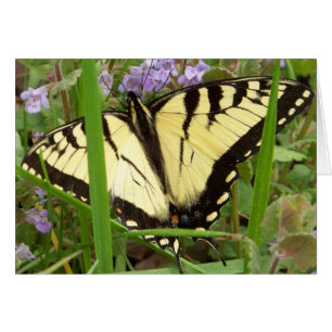 Papillon de machaon de tigre