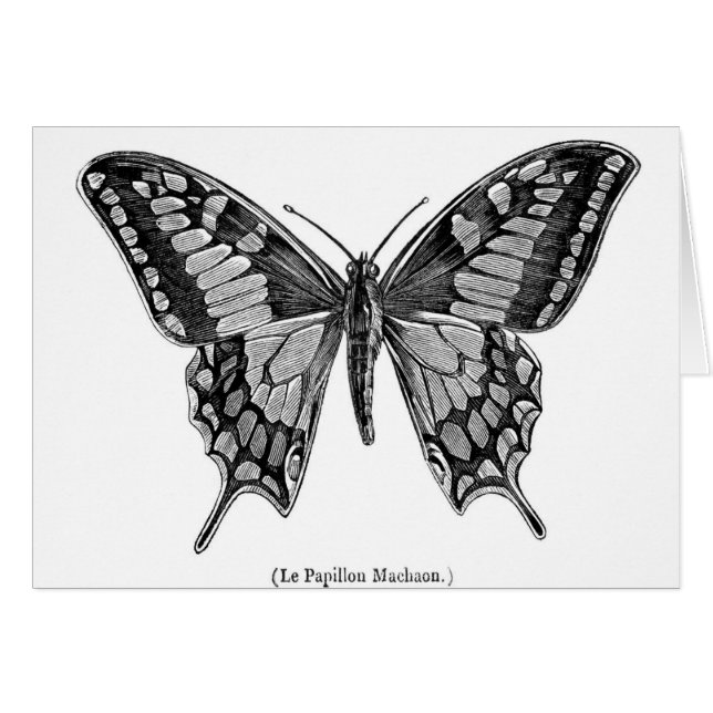 Papillon de machaon, illustration scientifique (Devant horizontal)